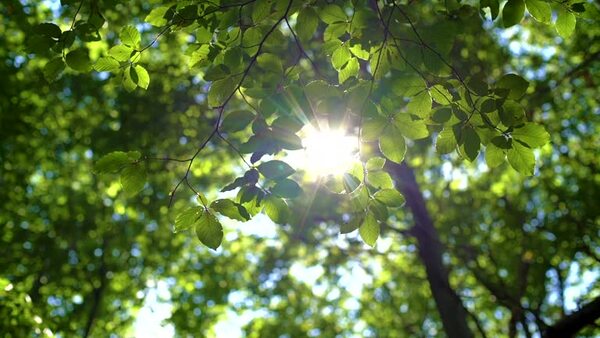 Green leaves with soft morning light — a calming visual
